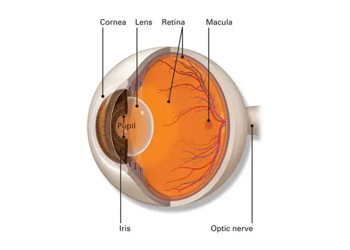 Retinal Eye Treatment