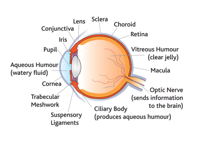 Secondary Angle Glaucoma Treatment