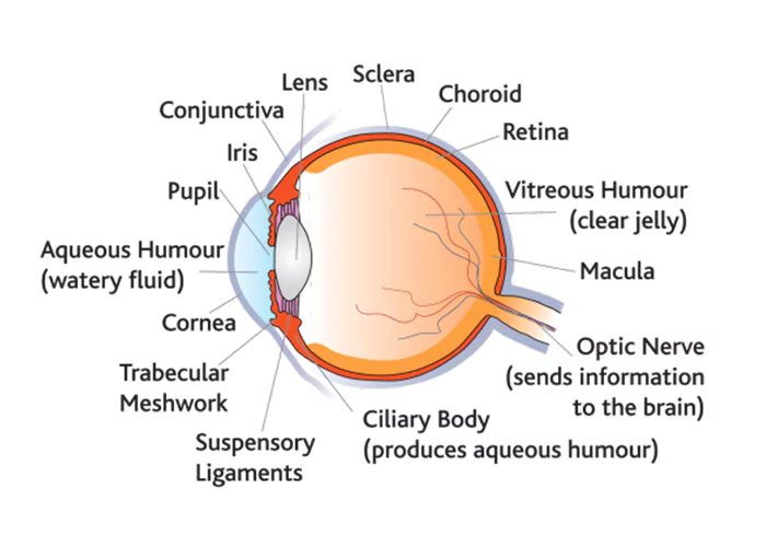 Secondary Angle Glaucoma Secondary Angle Glaucoma Treatment
